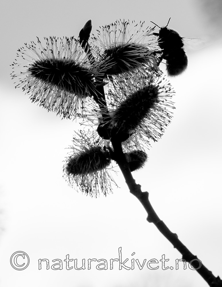 BB_20160419_0249 / Salix caprea / Selje