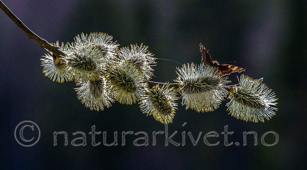 BB_20160419_0365 / Aglais urticae / Neslesommerfugl <br /> Salix caprea / Selje