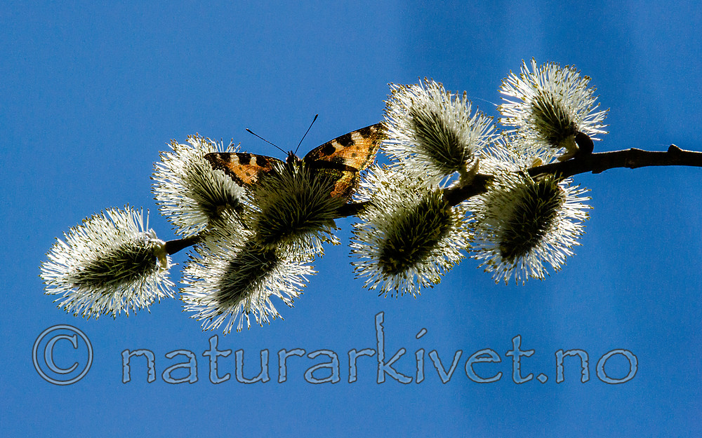 BB_20160419_0420 / Aglais urticae / Neslesommerfugl <br /> Salix caprea / Selje