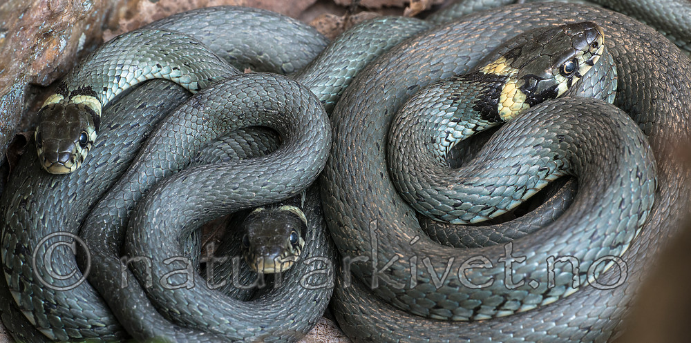 BB_20160424_0225 / Natrix natrix / Buorm