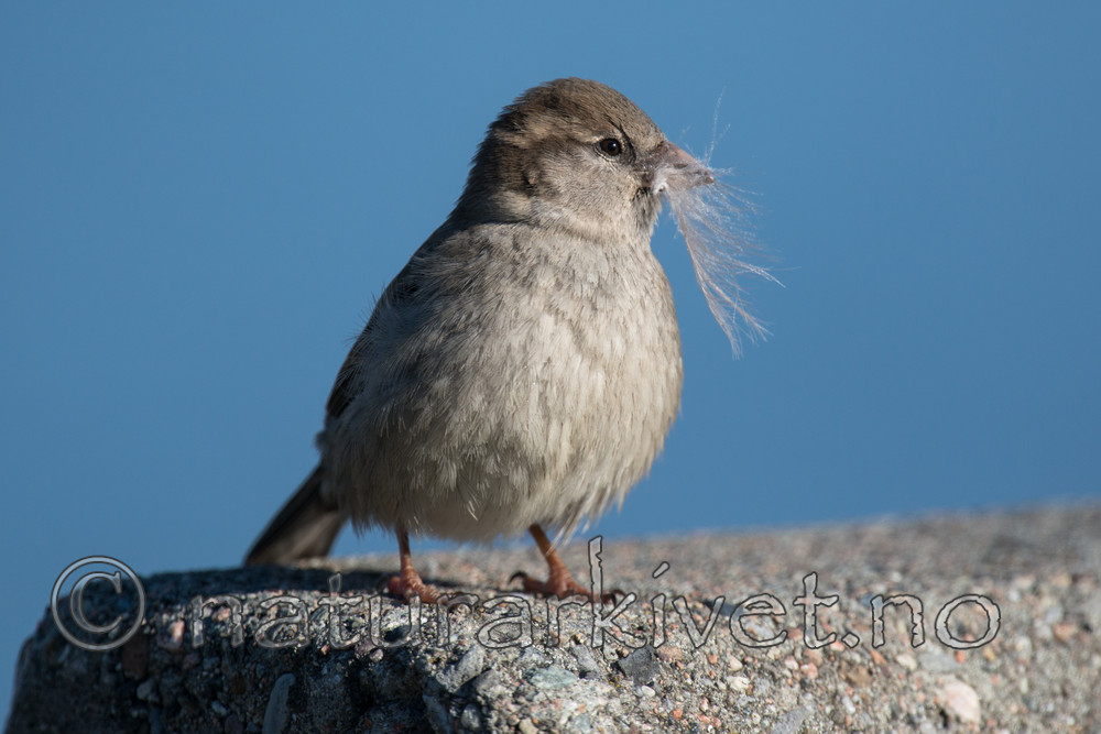 BB_20160505_0062 / Passer domesticus / Gråspurv