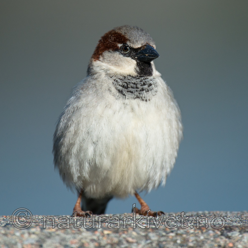BB_20160505_0073 / Passer domesticus / Gråspurv