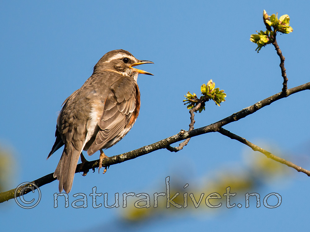 BB_20160508_0096 / Turdus iliacus / Rødvingetrost