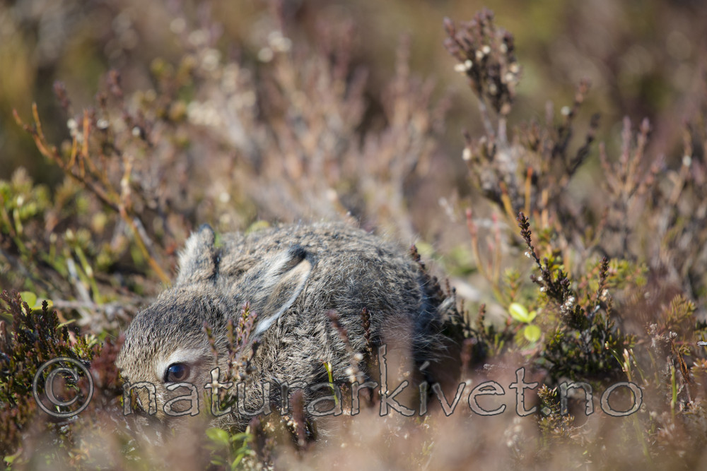 BB_20160517_0196 / Calluna vulgaris / Røsslyng <br /> Lepus timidus / Hare