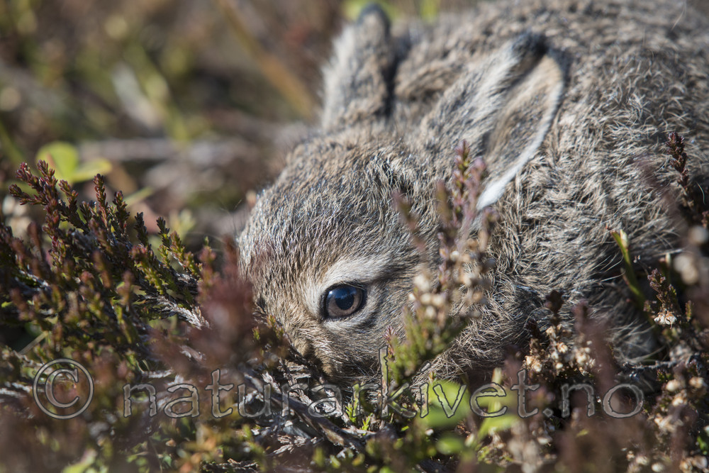 BB_20160517_0221 / Calluna vulgaris / Røsslyng <br /> Lepus timidus / Hare