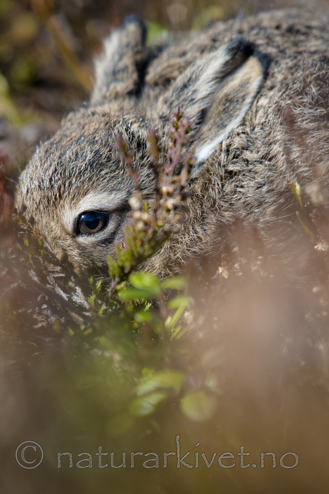 BB_20160517_0224 / Calluna vulgaris / Røsslyng <br /> Lepus timidus / Hare