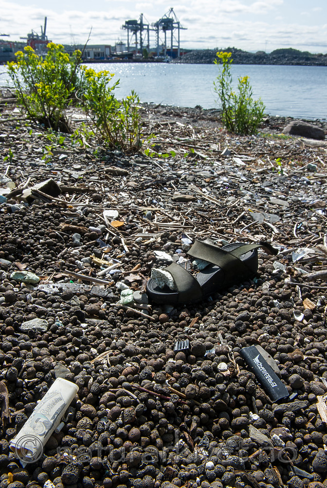 BB_20160525_0027 / Euphorbia palustris / Strandvortemelk