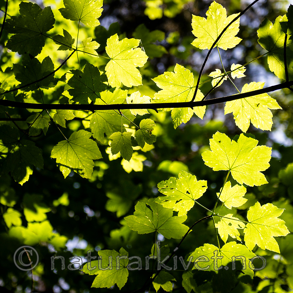 BB_20160525_0123 / Acer pseudoplatanus / Platanlønn