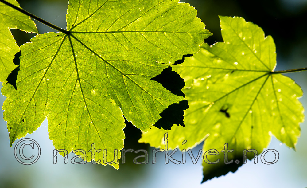 BB_20160525_0130 / Acer pseudoplatanus / Platanlønn