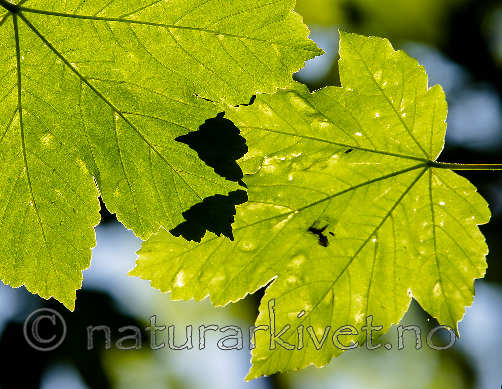 BB_20160525_0138 / Acer pseudoplatanus / Platanlønn