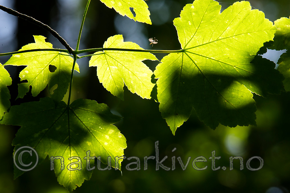 BB_20160525_0144 / Acer pseudoplatanus / Platanlønn