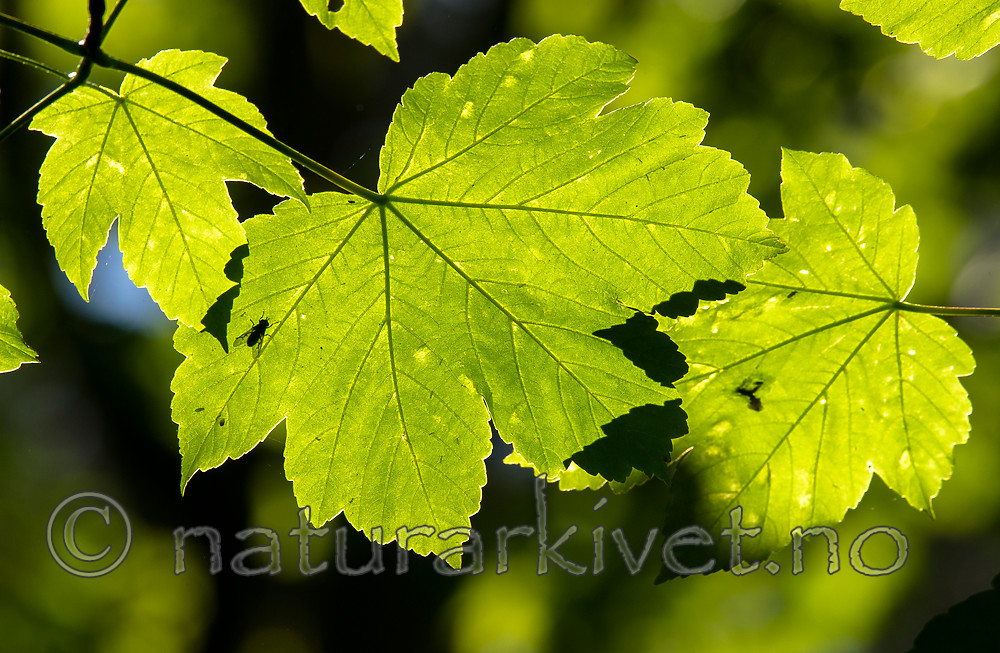 BB_20160525_0149 / Acer pseudoplatanus / Platanlønn