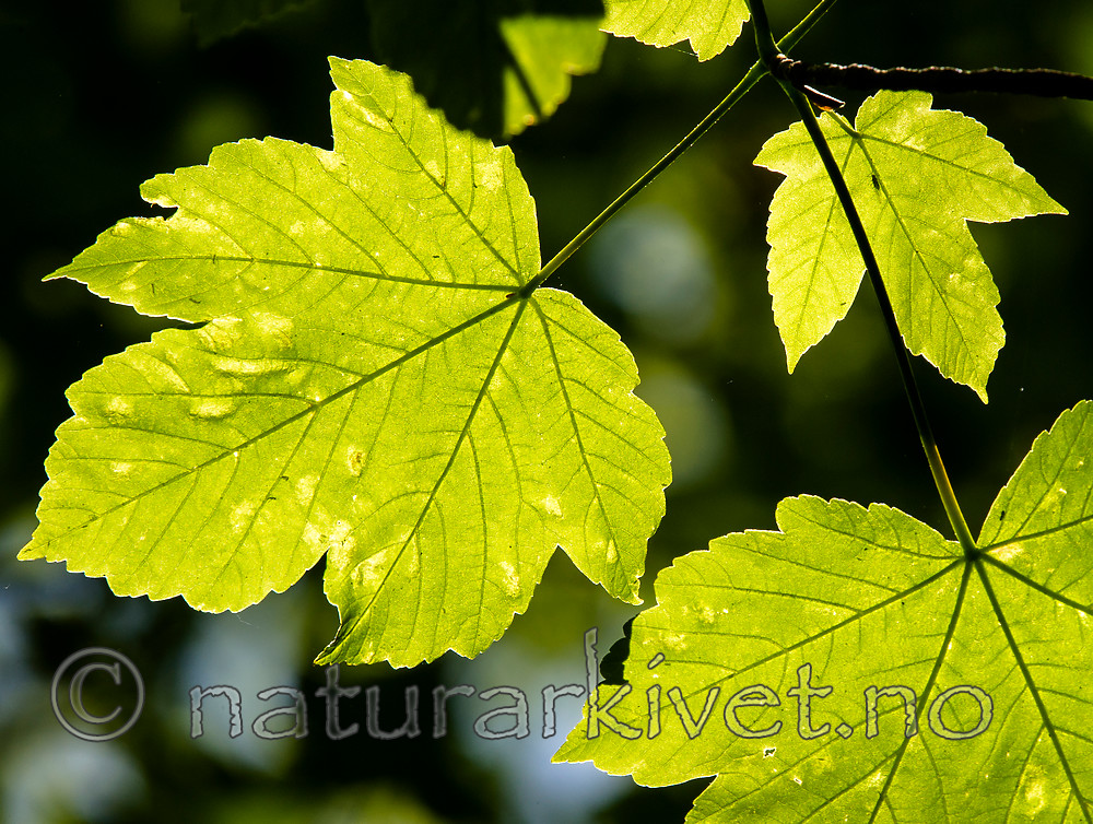 BB_20160525_0151 / Acer pseudoplatanus / Platanlønn