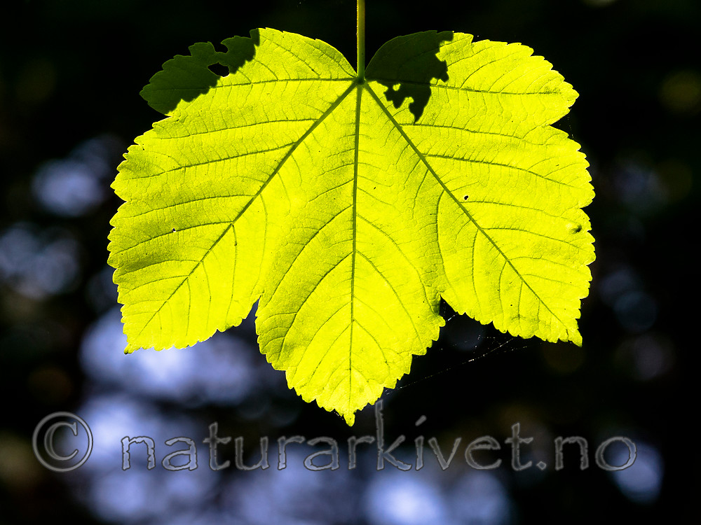 BB_20160525_0161 / Acer pseudoplatanus / Platanlønn