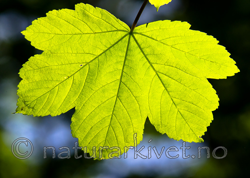 BB_20160525_0167 / Acer pseudoplatanus / Platanlønn