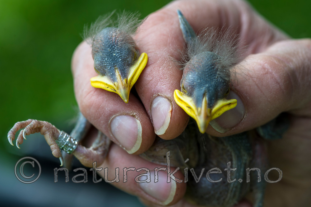 BB_20160528_0251 / Sturnus vulgaris / Stær