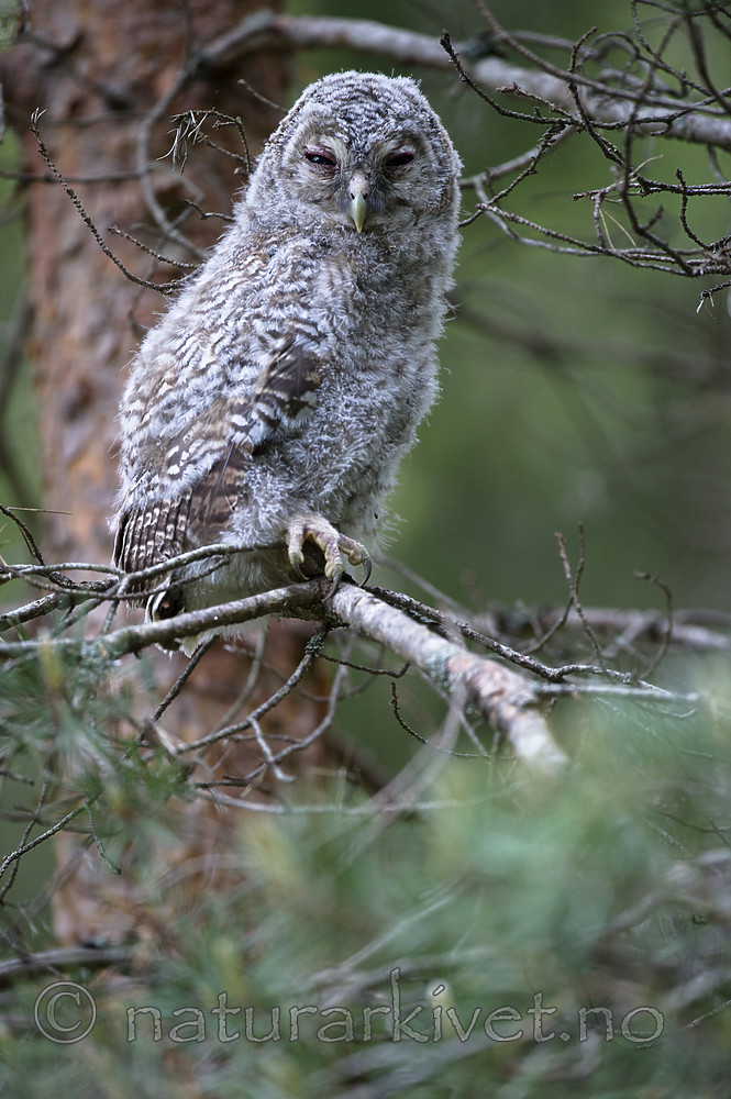 BB_20160528_0813 / Strix aluco / Kattugle