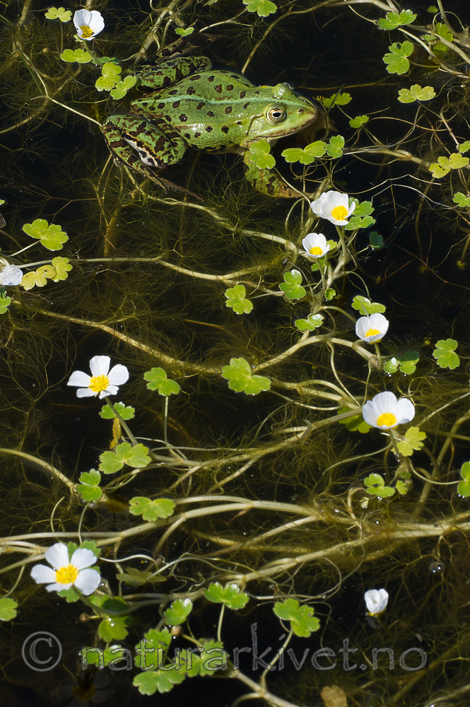 BB_20160603_0333 / Pelophylax esculentus / Hybridfrosk <br /> Ranunculus peltatus / Storvassoleie