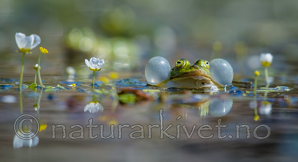 BB_20160604_0703 / Pelophylax esculentus / Hybridfrosk <br /> Ranunculus peltatus / Storvassoleie