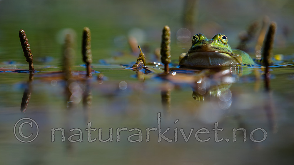 BB_20160604_0813 / Pelophylax esculentus / Hybridfrosk