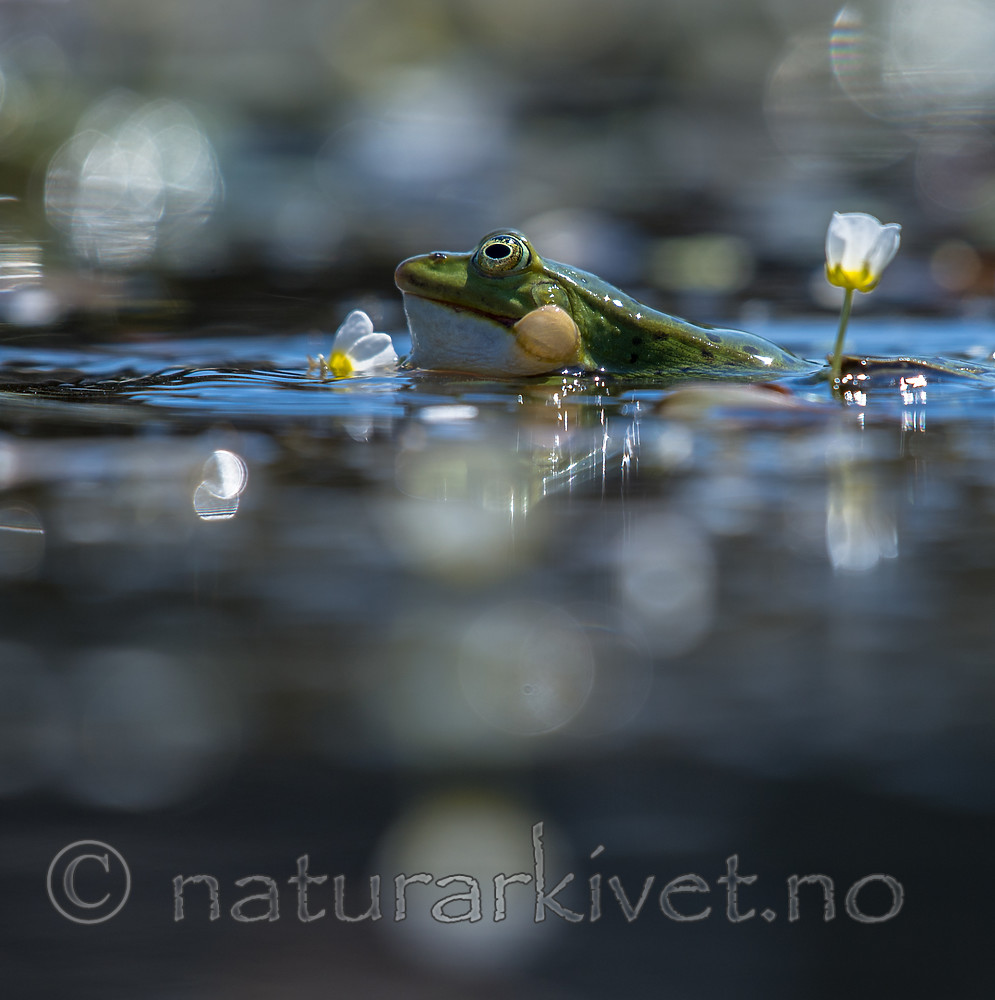 BB_20160604_0833 / Pelophylax esculentus / Hybridfrosk <br /> Ranunculus peltatus / Storvassoleie