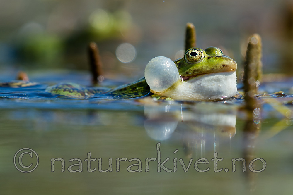 BB_20160604_1069 / Pelophylax esculentus / Hybridfrosk