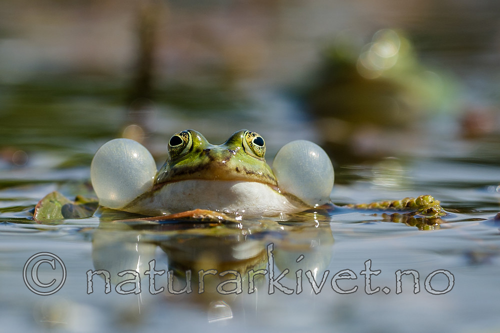 BB_20160604_1245 / Pelophylax esculentus / Hybridfrosk