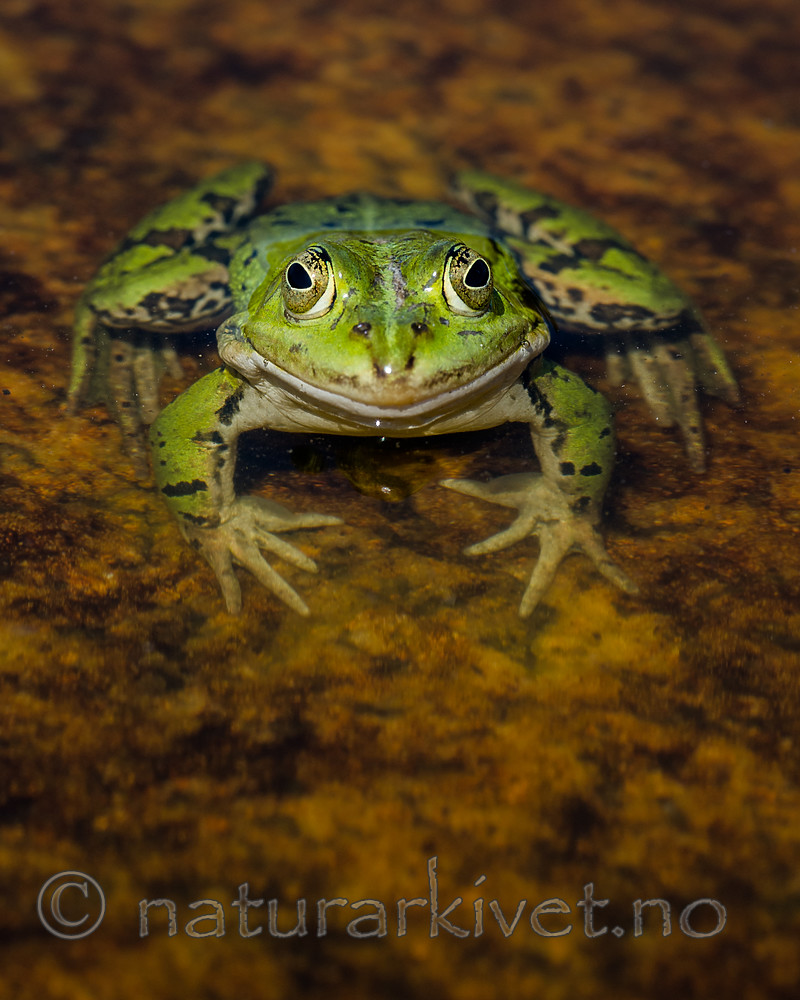 BB_20160604_1398 / Pelophylax esculentus / Hybridfrosk