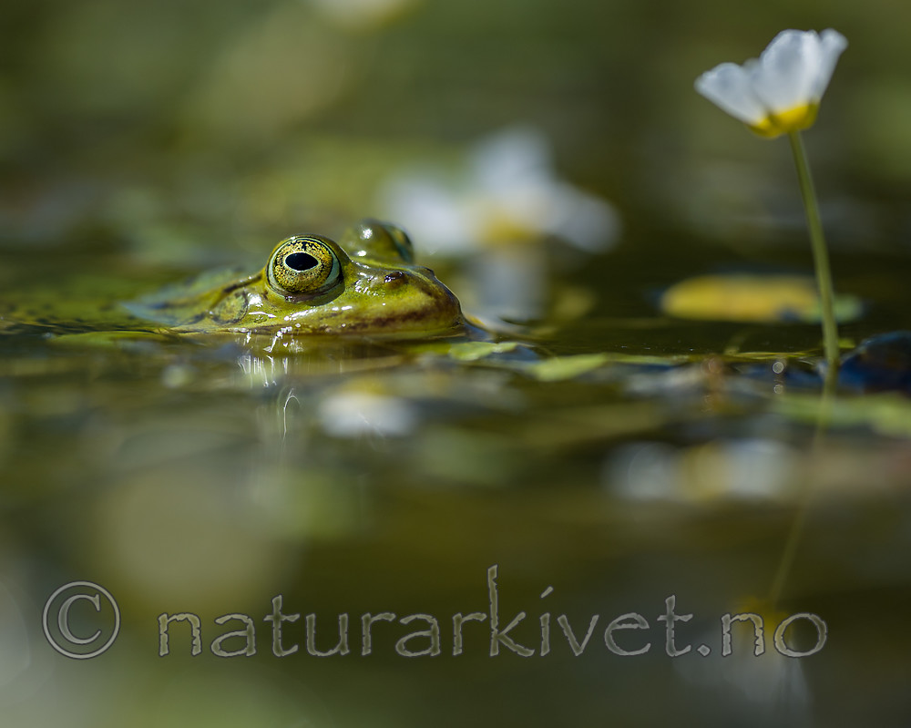 BB_20160604_1439 / Pelophylax esculentus / Hybridfrosk <br /> Ranunculus peltatus / Storvassoleie