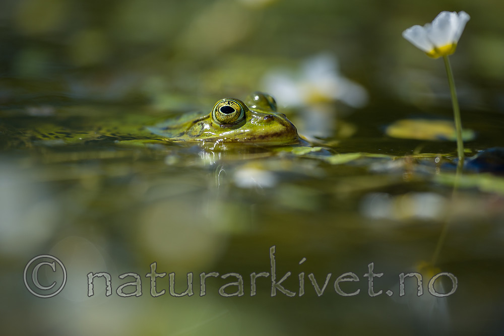 BB_20160604_1443 / Pelophylax esculentus / Hybridfrosk <br /> Ranunculus peltatus / Storvassoleie
