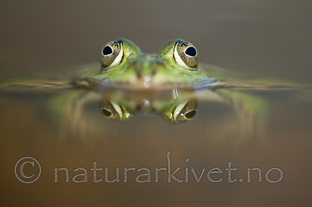 BB_20160604_1515 / Pelophylax esculentus / Hybridfrosk