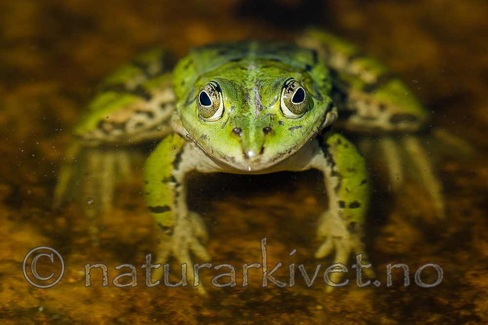 BB_20160604_1560 / Pelophylax esculentus / Hybridfrosk