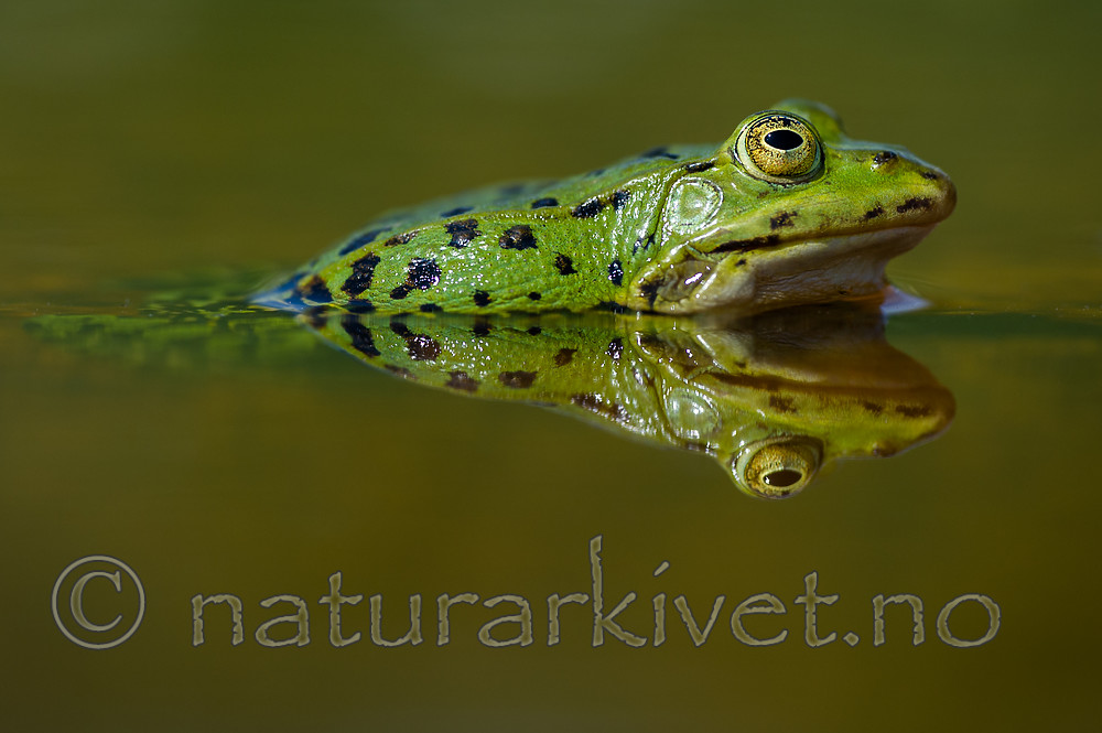 BB_20160604_1589 / Pelophylax esculentus / Hybridfrosk