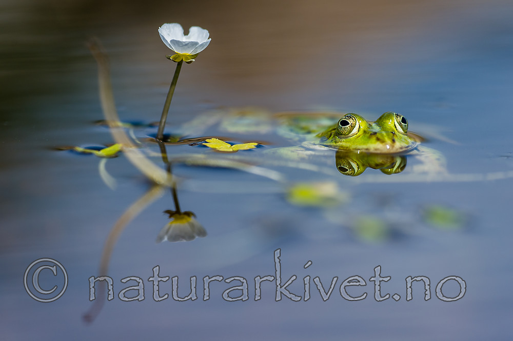 BB_20160604_1609 / Pelophylax esculentus / Hybridfrosk <br /> Ranunculus peltatus / Storvassoleie