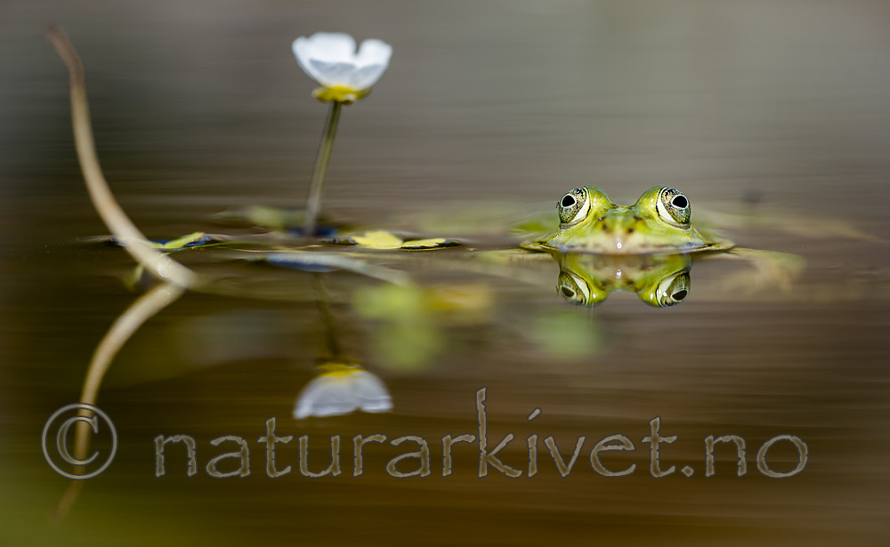 BB_20160604_1619 / Pelophylax esculentus / Hybridfrosk <br /> Ranunculus peltatus / Storvassoleie