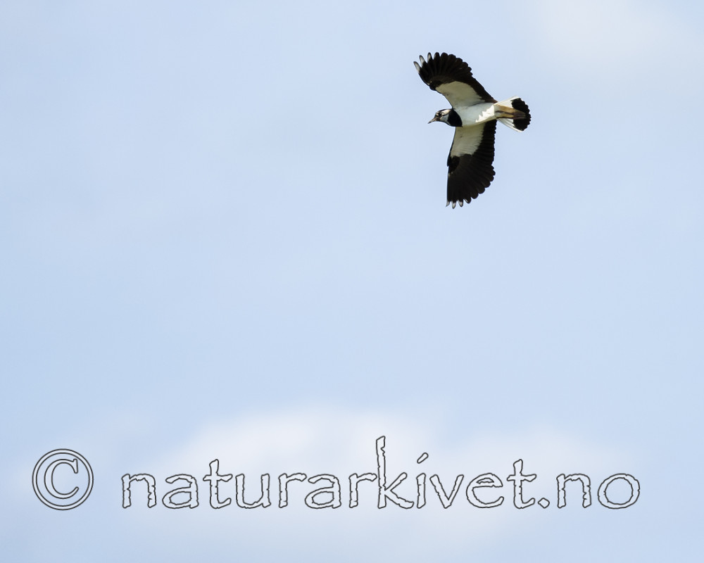 BB_20160605_0097 / Vanellus vanellus / Vipe