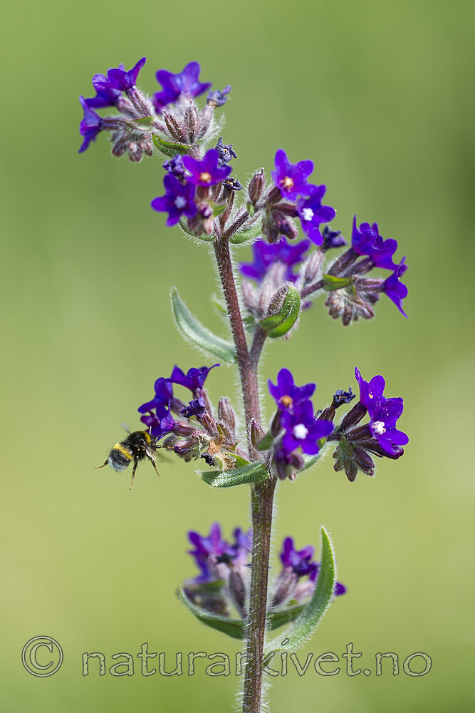 BB_20160605_0130 / Anchusa officinalis / Oksetunge