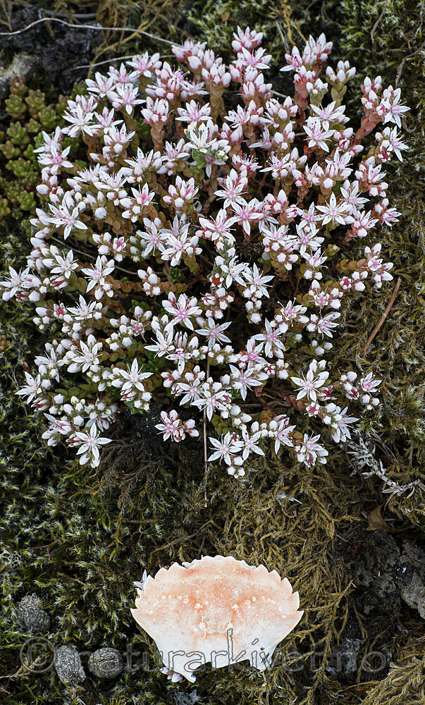 BB_20160612_0017 / Sedum anglicum / Kystbergknapp