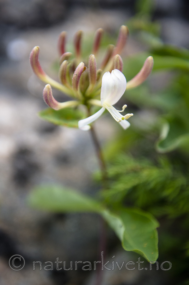 BB_20160612_0067 / Lonicera periclymenum / Vivendel