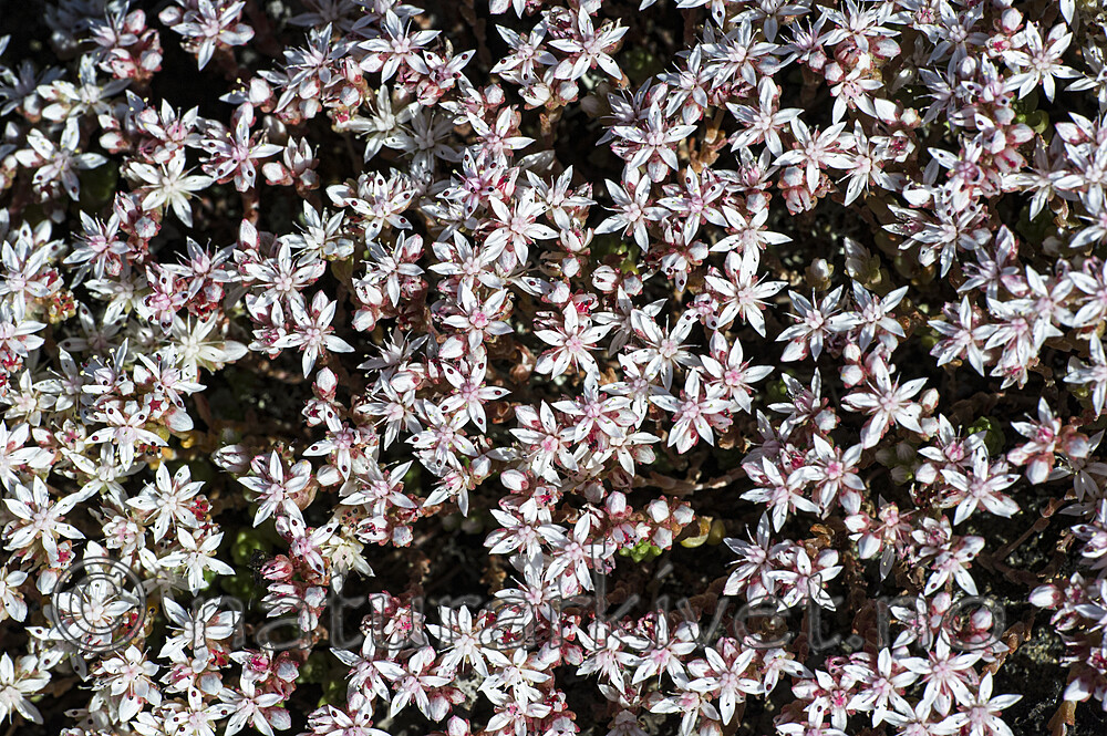 BB_20160612_0483 / Sedum anglicum / Kystbergknapp