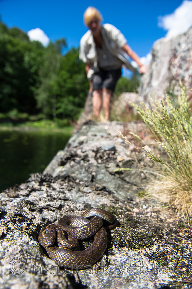 BB_20160613_0193 / Coronella austriaca / Slettsnok