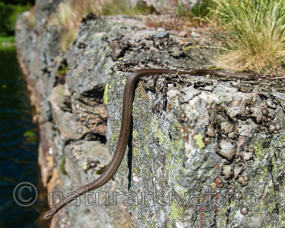 BB_20160613_0242 / Coronella austriaca / Slettsnok