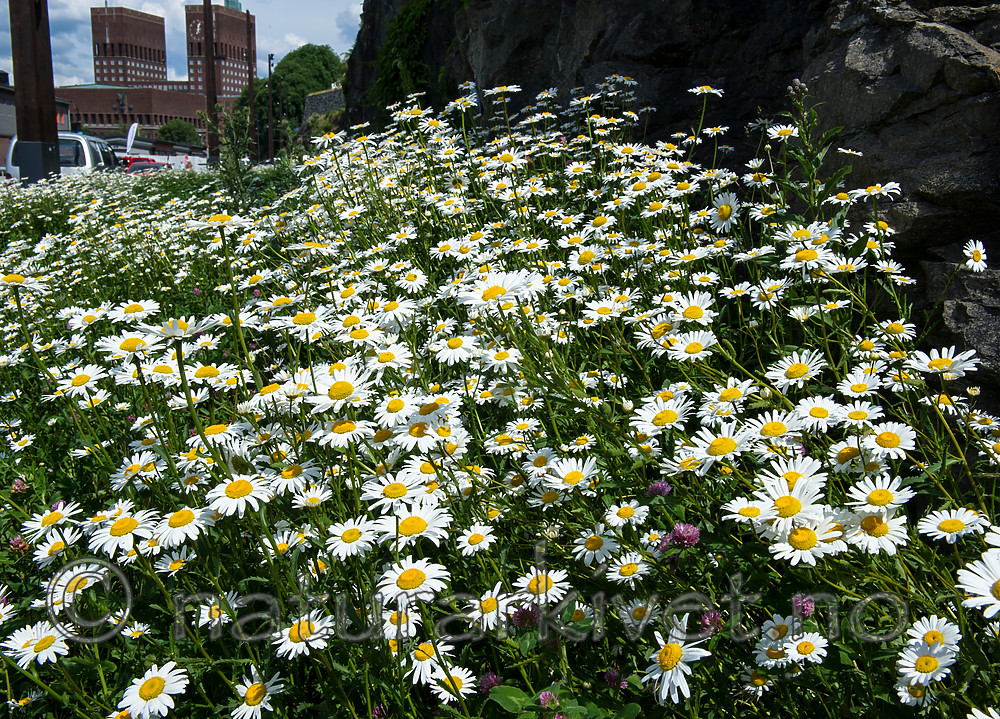 BB_20160616_0012 / Leucanthemum vulgare / Prestekrage <br /> Trifolium pratense / Rødkløver