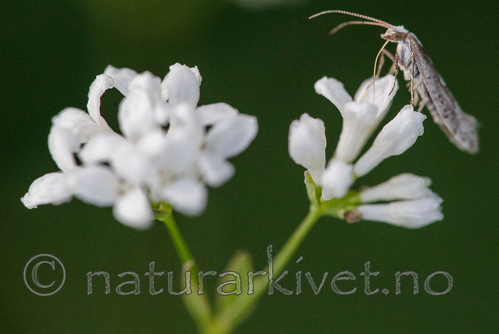 BB_20160619_0178 / Asperula tinctoria / Fargemyske <br /> Plutella xylostella / Kålmøll