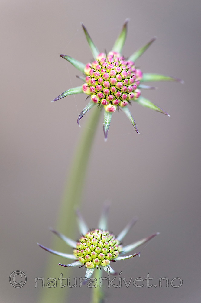 BB_20160619_0219 / Scabiosa columbaria / Bakkeknapp