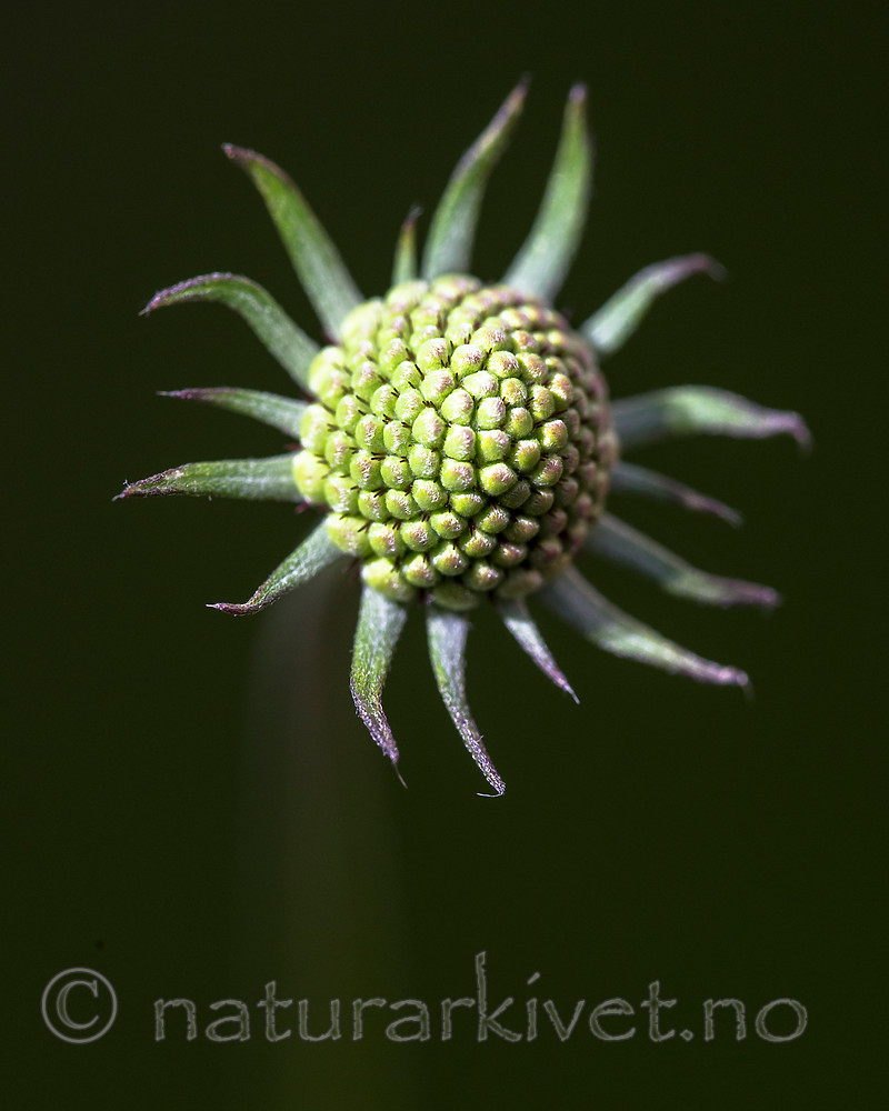 BB_20160619_0252 / Scabiosa columbaria / Bakkeknapp