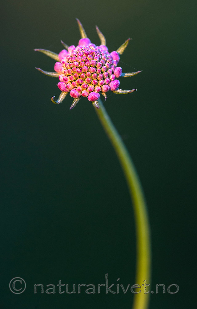 BB_20160619_0350 / Scabiosa columbaria / Bakkeknapp