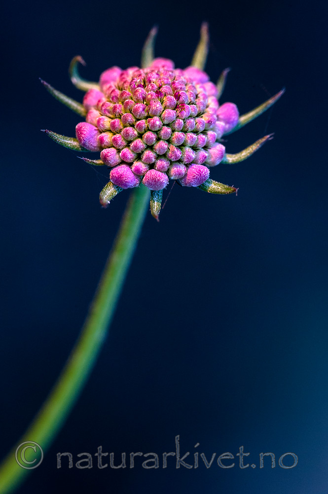 BB_20160619_0365 / Scabiosa columbaria / Bakkeknapp