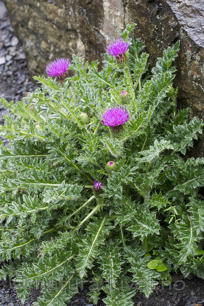 BB_20160620_0049 / Cirsium acaulon / Dvergtistel