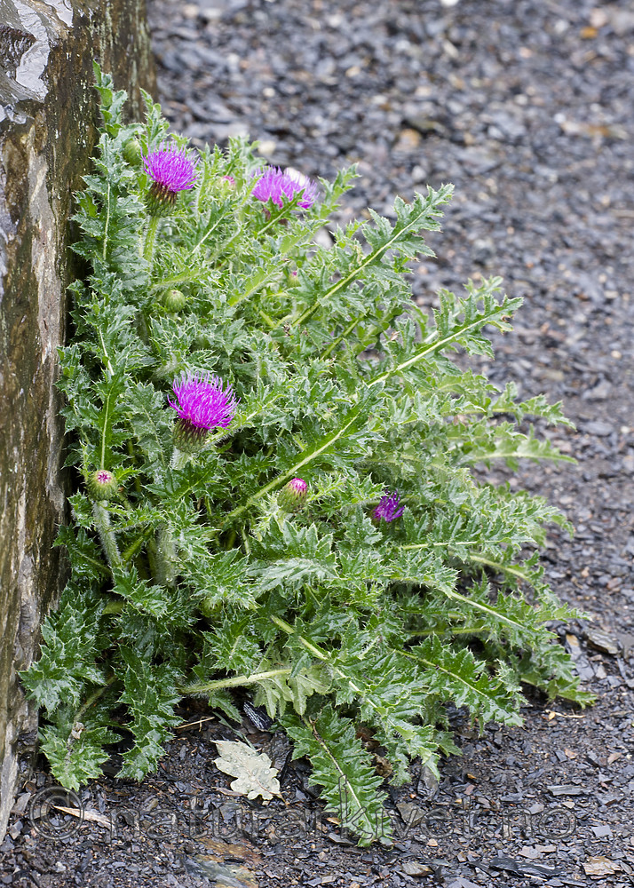 BB_20160620_0051 / Cirsium acaulon / Dvergtistel